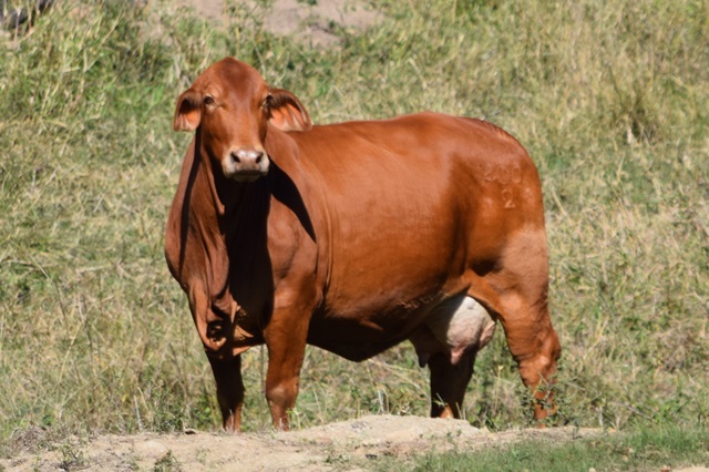Craiglea Antionette